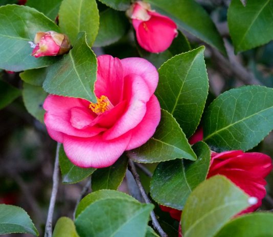 Камелия — цветочная аристократка