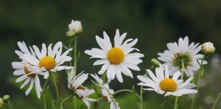 Хризантема поздняя или осенняя (Chrysanthemum serotinum)