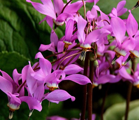 Додекатеон — гусиный цвет - Цветы многолетние Додекатеон — гусиный цвет