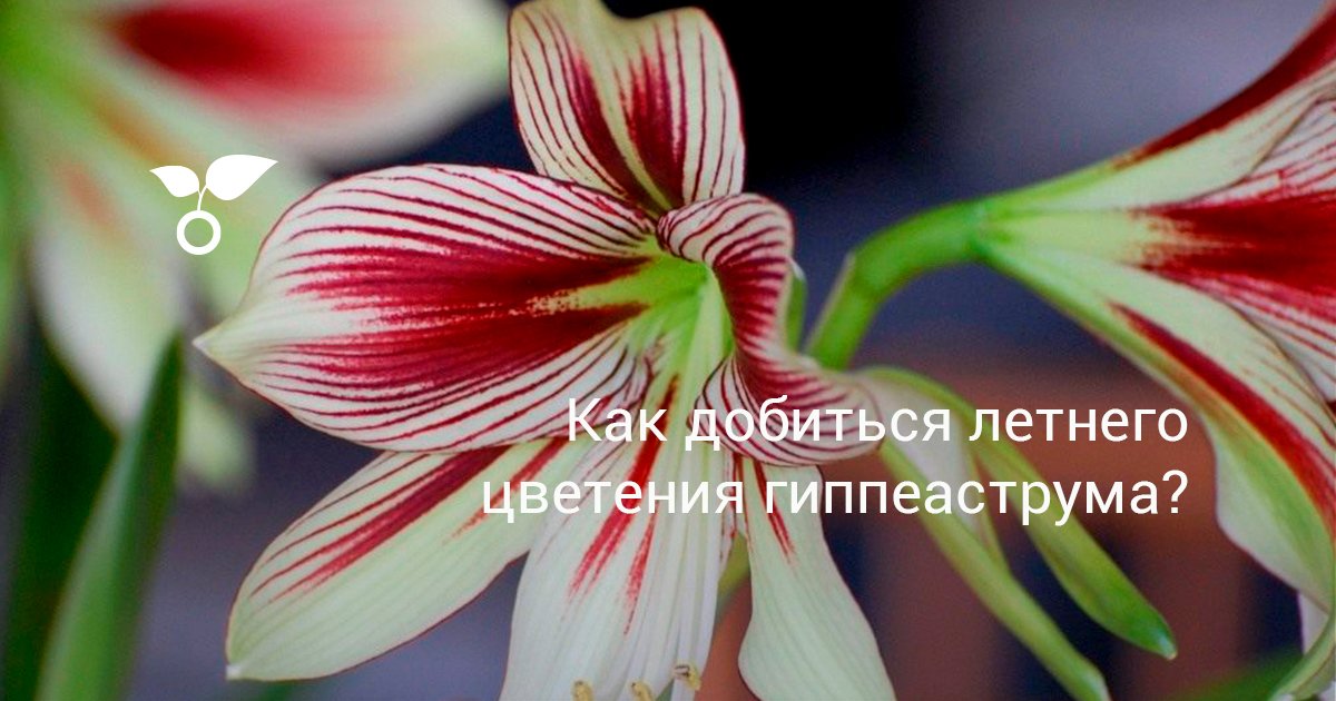 Как добиться летнего цветения гиппеаструма?