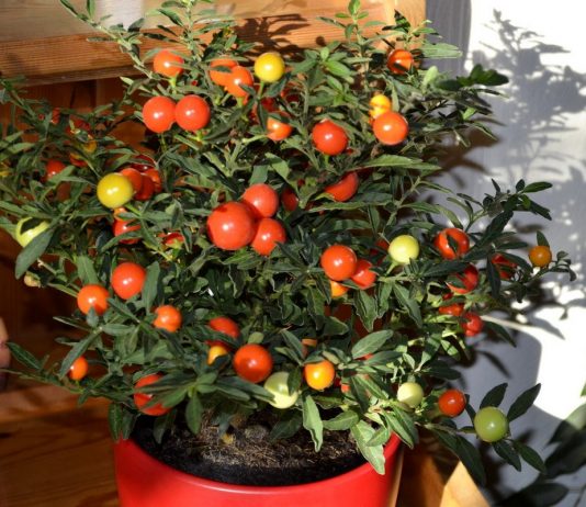 Коралловый куст, или Паслён ложноперечный