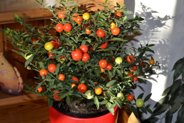 Коралловый куст, или Паслён ложноперечный