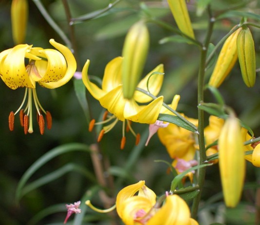 Лилии — основные гибриды и особенности их выращивания - Цветник и ландшафт Лилия ланцетолистная, или тигровая «Цитронелла». Группа азиатские гибриды (Lilium lancifolium 'Citronella'. Asiatic hybrids)