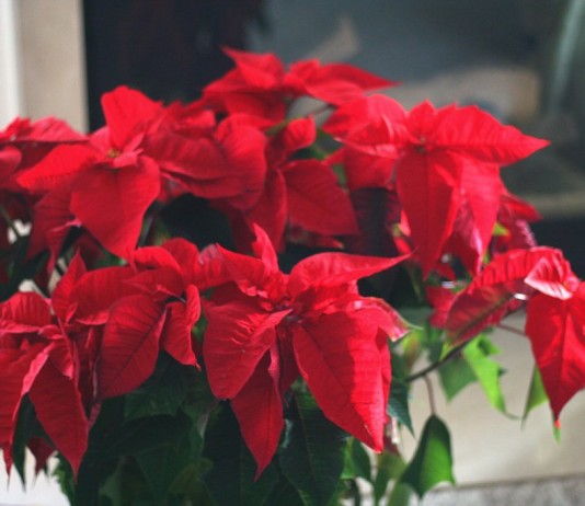 Как сохранить пуансеттию? - Красивоцветущие Молочай красивейший, или пуансеттия (Euphorbia pulcherrima)