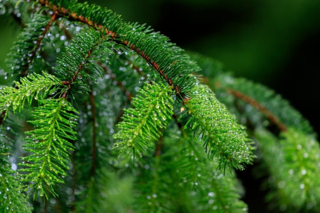 Ель обыкновенная, или Ель европейская (Picea abies) Ель обыкновенная, или Ель европейская (Picea abies)