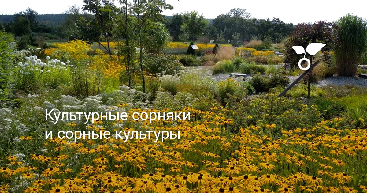 Культурные сорняки и сорные культуры