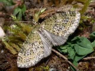 Бабочка лопастной пяденицы зеленоватой (Acasis viretata)