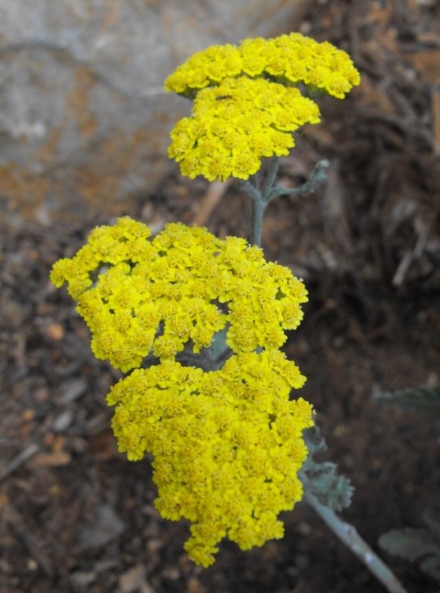 Тысячелистник войлочный (Achillea tomentosa)