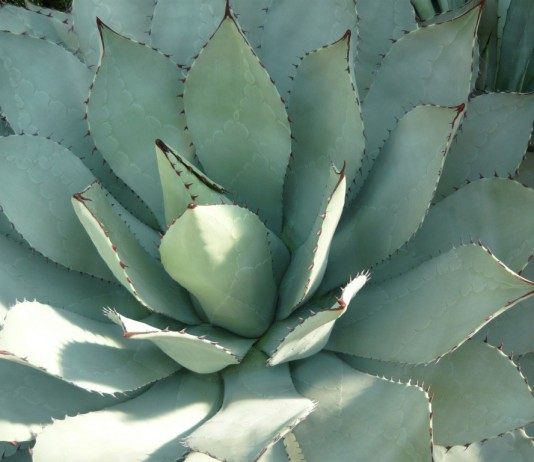 Выращивайте суккуленты! - Комнатные растения Агава паррасская (Agave parrasana)