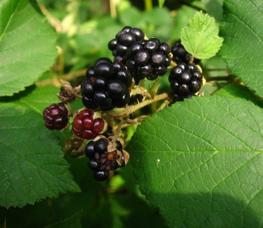 Ежевика
