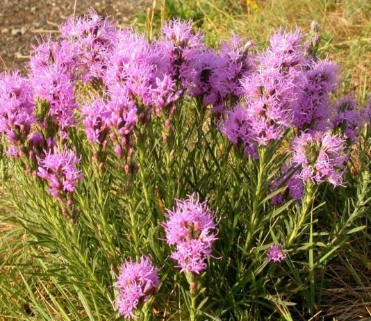 Лиатрис — цветок из американской мечты - Цветы многолетние Лиатрис, или весёлые пёрышки, или олений язык (Liatris)