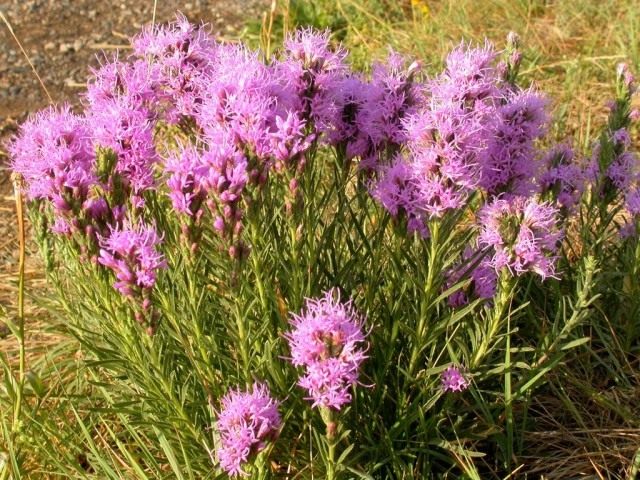 Лиатрис, или весёлые пёрышки, или олений язык (Liatris)