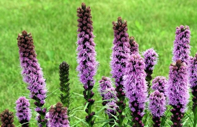 Лиатрис, или весёлые пёрышки, или олений язык (Liatris)
