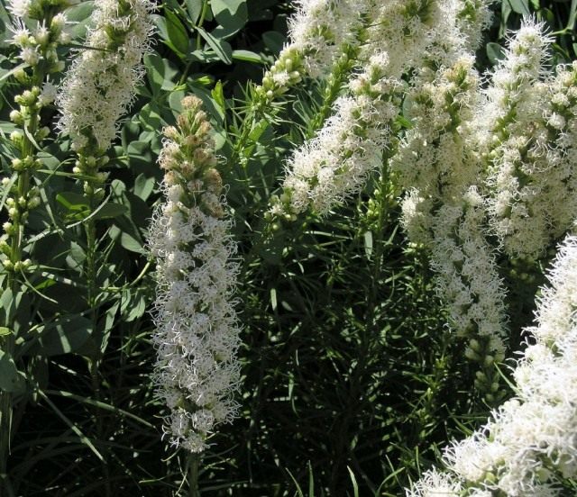 Лиатрис, или весёлые пёрышки, или олений язык (Liatris)