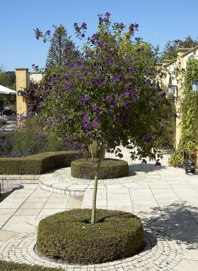 Картофельное дерево, или Паслён горечавковидный (Lycianthes rantonnetii)