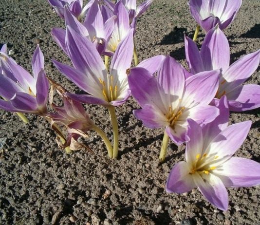 Осенний цветок — предвестник весны - Цветы многолетние Безвременник великолепный