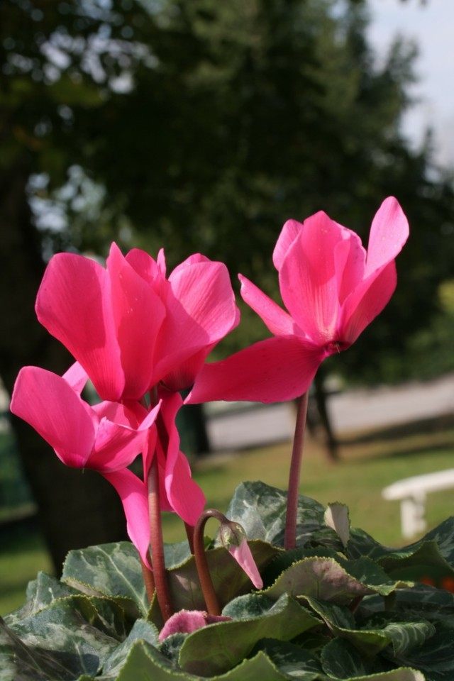 Цикламен (Cyclamen) Цикламен (Cyclamen)