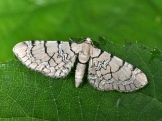 Бабочка пяденицы цветочной сетчатой (Eupithecia venosata) 