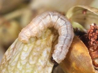 Гусеница пяденицы цветочной сетчатой (Eupithecia venosata)