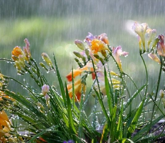 Капский ландыш — Фрезия - Красивоцветущие Цветы Фрезии под дождём