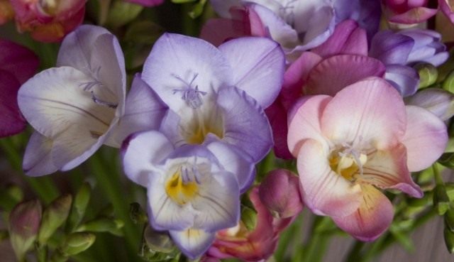 Фрезия (Freesia)