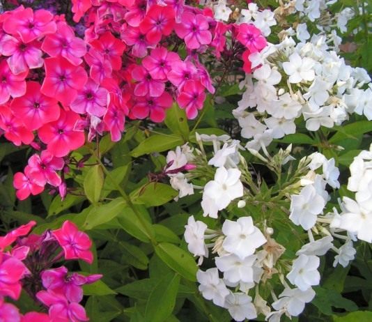 Флокс метельчатый