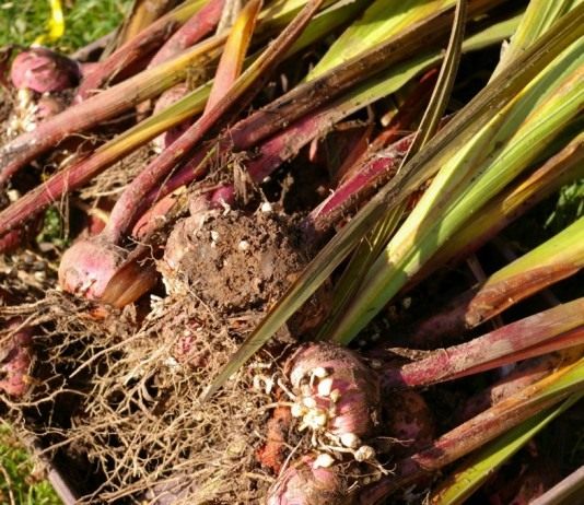 Выкопанные луковицы гладиолусов