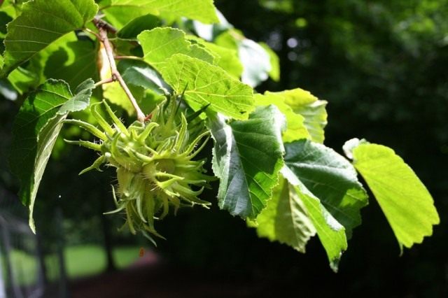 Лещина, или орешник (Corylus)