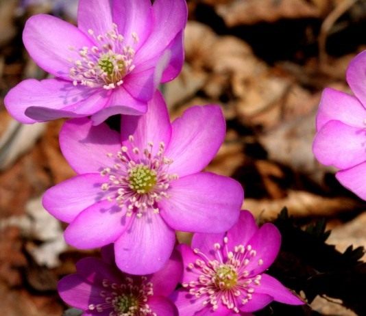 Печёночница, или перелеска