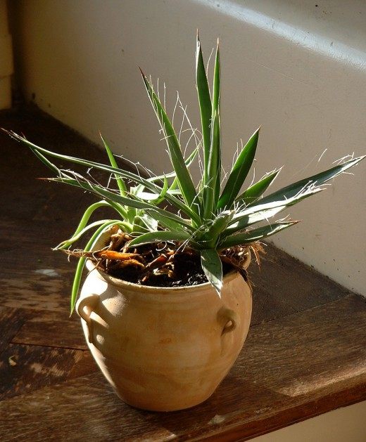 Комнатное растение (Houseplant)