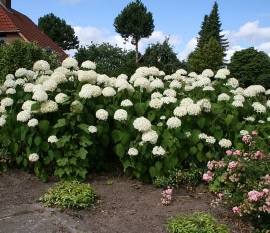 Гортензия древовидная для ленивых - Цветник и ландшафт Гортензия древовидная «Анабель» (Hydrangea arborescens 'Annabelle')