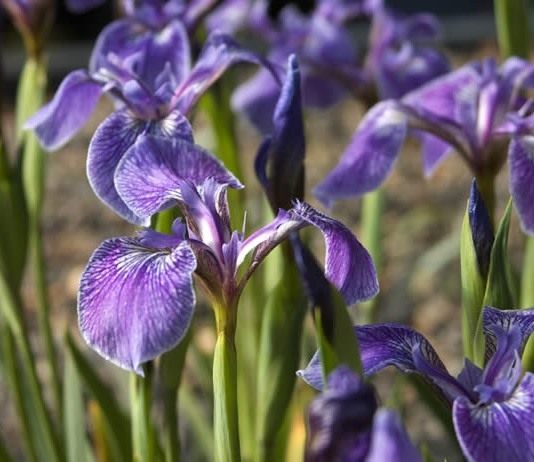 Ирис щетиноносный