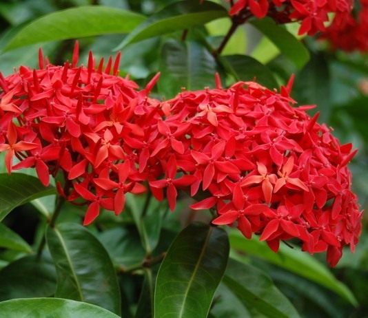 Иксора (Ixora)