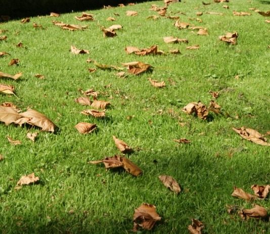 Готовим газон к зиме - Цветник и ландшафт Газон