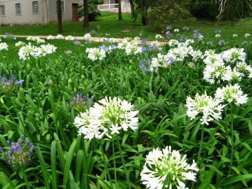Агапантус (Lily of the Nile)
