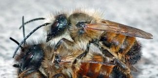 Пчёлы Осмии (Mason bee)