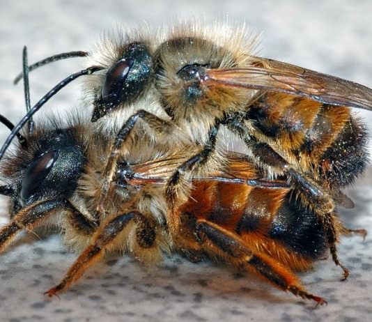 Пчёлы Осмии (Mason bee)