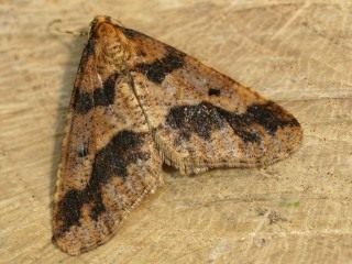 Бабочка пяденицы-обдирало, или листопадной пяденицы (Erannis defoliaria)