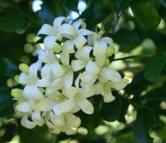 Муррайя метельчатая, или Муррайя иноземная