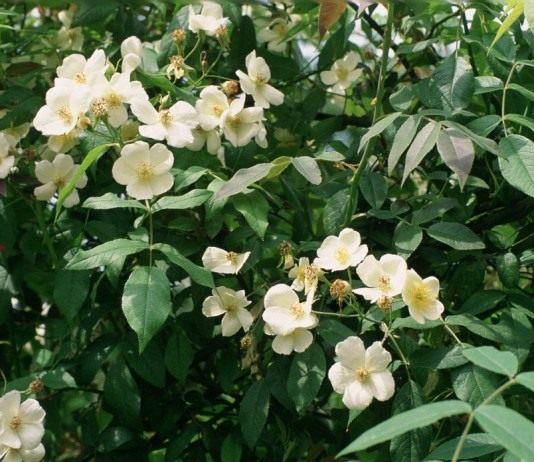 Роза мускусная