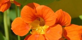 Настурция, или Капуцин (Tropaeolum)