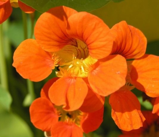 Настурция, или Капуцин (Tropaeolum)