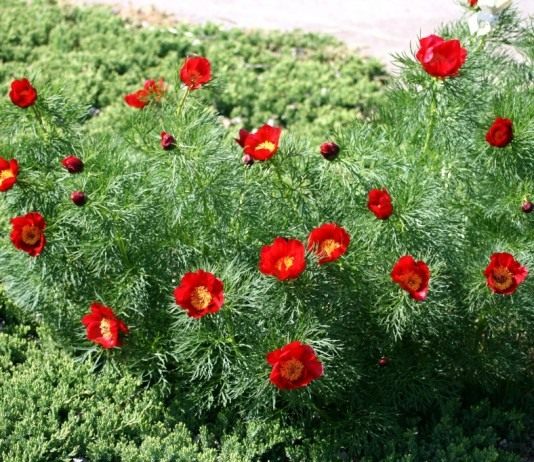 Пион узколистный (Paeonia tenuifolia)