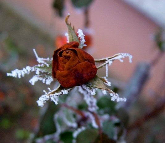 Как сохранить розы зимой? - Цветник и ландшафт Роза зимой