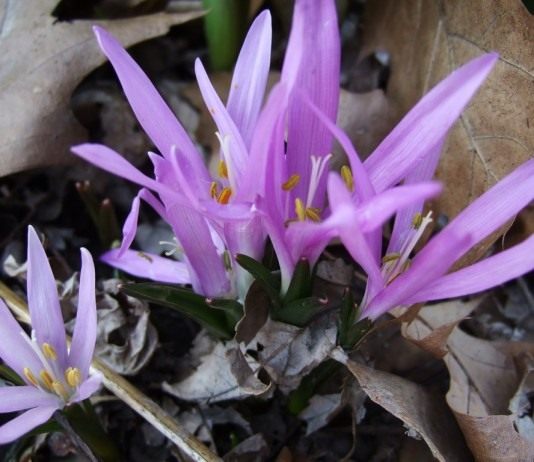 Брандушка, Бульбокодиум