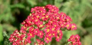 Тысячелистник обыкновенный (Achillea vulgaris), садовый сорт