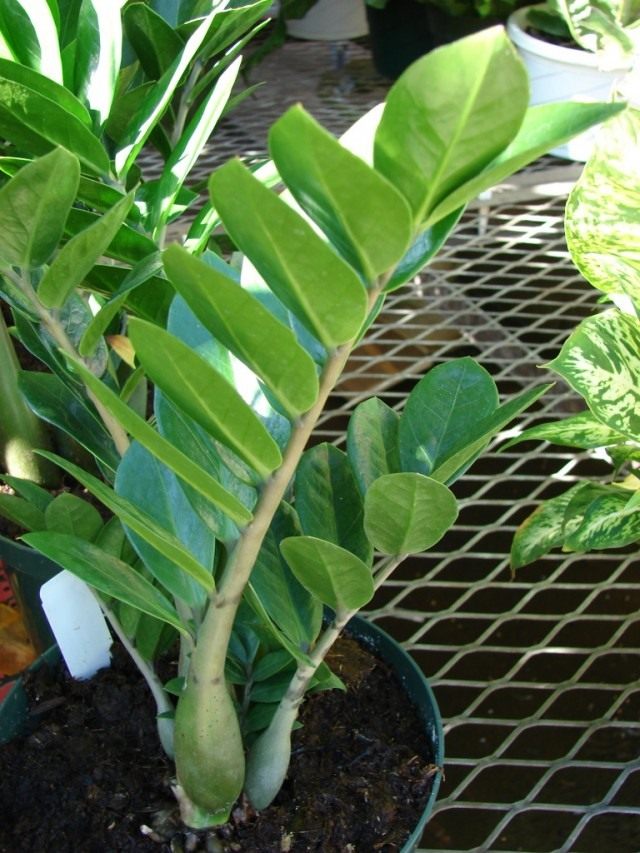 Замиокулькас (Zamioculcas)