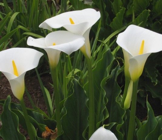 Кто такая зантедеския? - Красивоцветущие Зантедеския (Zantedeschia)