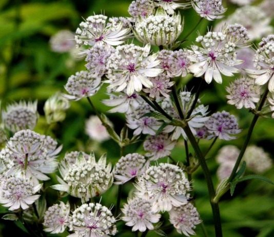 Астранция крупная, или Звездовка большая