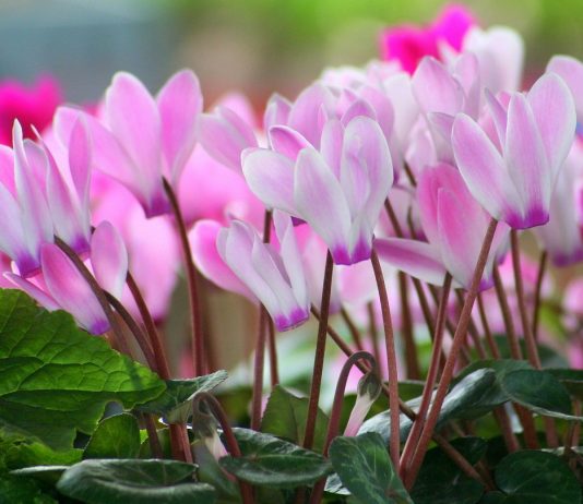 Цикламен (Cyclamen)